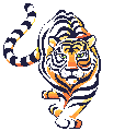 :tiger